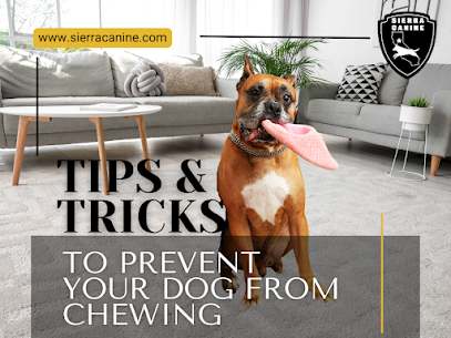 Tips and Tricks for Dealing with a Chewer: How to Save Your Shoes and Furniture